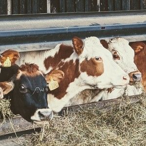 Meet your Posher, Sebastian